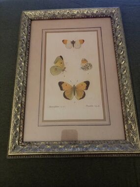 Butterfly Framed Print